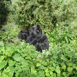 Isimbi