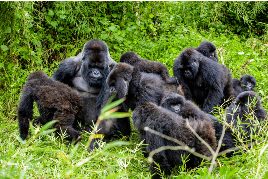 ISIMBI | International Gorilla Conservation Programme (IGCP