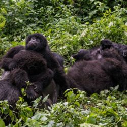 GVTC Press Release: Mountain gorilla numbers surpass 1,000!