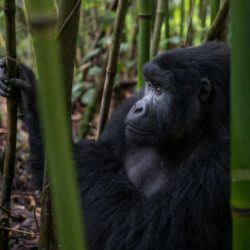 Mountain gorilla numbers surpass 1,000 despite challenges