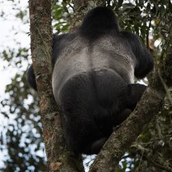 Analysis Continues on Virunga Massif Mountain Gorilla Count; Preparations Begin for Bwindi