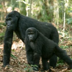 La population de Gorilles de montagne de Bwindi-Sarambwe atteint 459; le nombre mondial s’eleve desormais a 1063