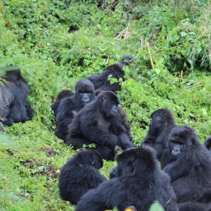Gorilla families