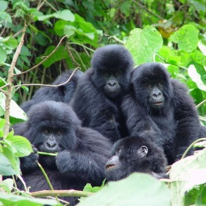 Gorilla Families