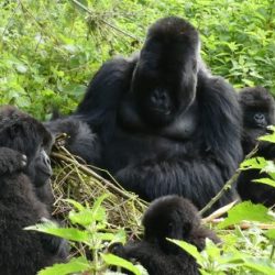 A focus on mountain gorilla monitoring, as careful decisions are being made about tourism and research