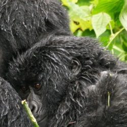 WHAT YOU NEED TO KNOW ABOUT THE BEST TIME TO TRACK MOUNTAIN GORILLAS