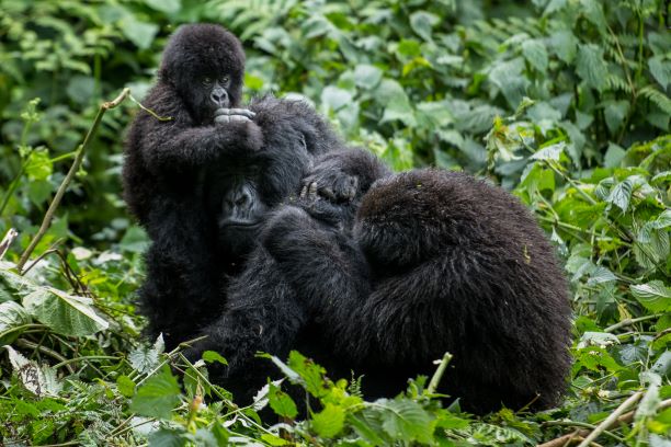 conservation of gorillas conservation of gorillas