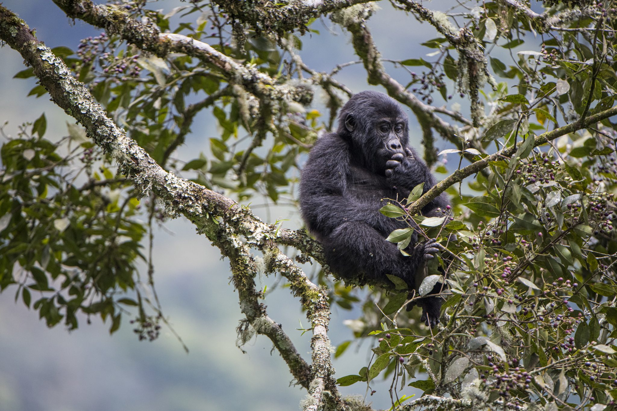 conservation of gorillas