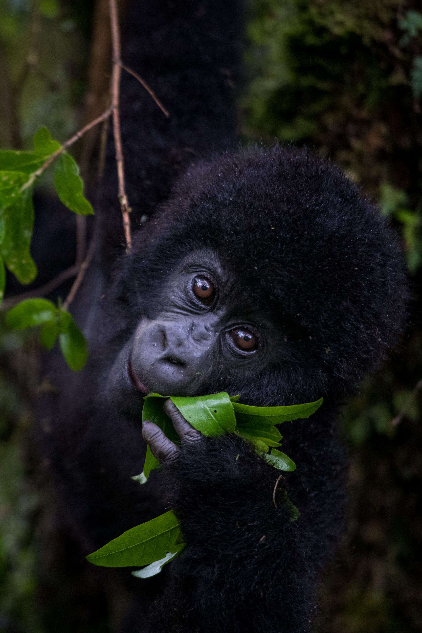 cute baby mountain gorillas