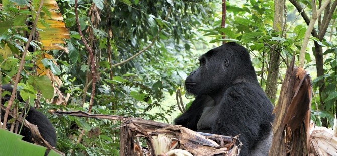 Four poachers arrested over the death of silverback Rafiki ...