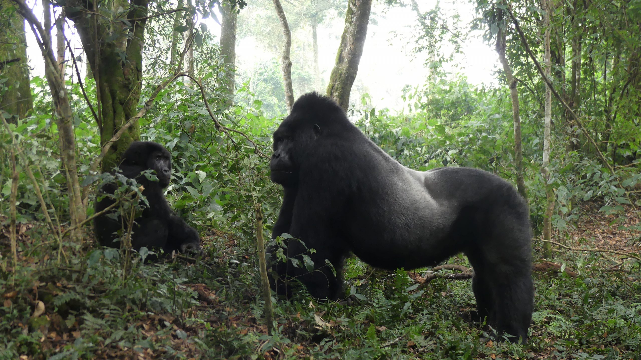 worlds largest gorilla ever recorded