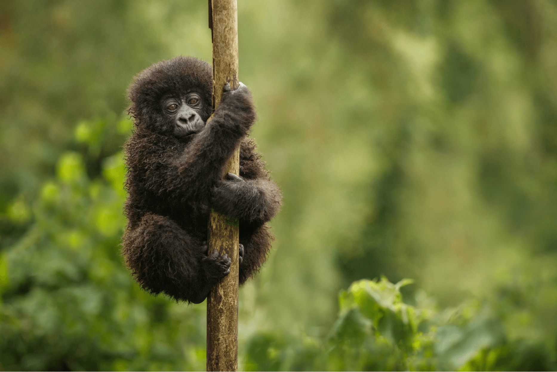 Securing the Future for Mountain Gorillas