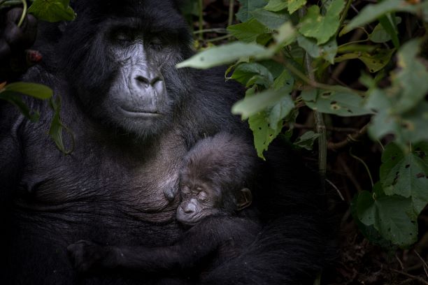 Bwindi Mgahinga Conservation Area Registers Record-breaking Baby Boom for Endangered Mountain Gorillas!