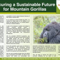 Securing a Sustainable Future for Mountain Gorillas