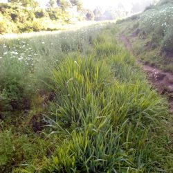 Over  13 Hectares of Pennisetum Planted to Control Soil Erosion in Rwanda