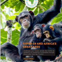 Policy Brief on COVID-19 and Africa’s Great Apes