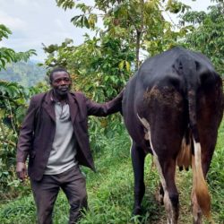 One Cow Per Family Project Improves Livelihoods Among Uganda Park-edge Communities