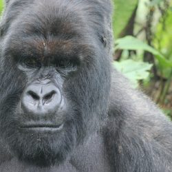 Two New Gorilla Groups Opened Up for Tourism in Volcanoes National Park