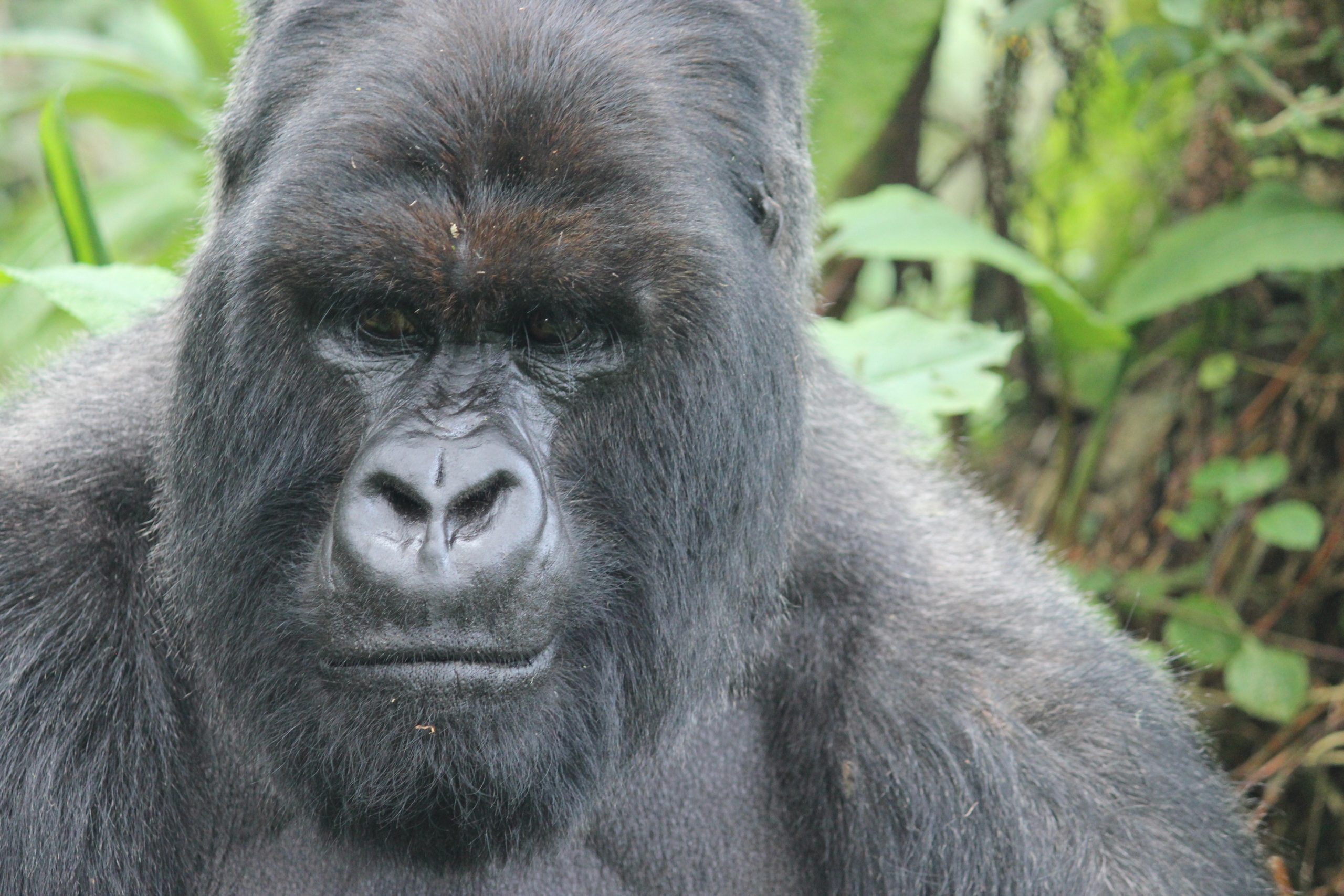 Two New Gorilla Groups Opened Up for Tourism in Volcanoes National Park ...