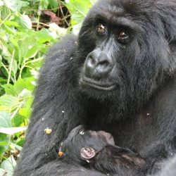 First Mountain Gorilla Births in 2022 Registered in the Region!
