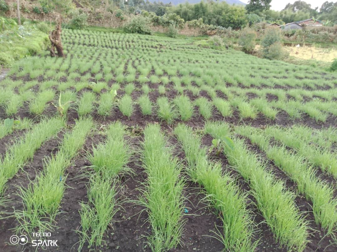 NonPalatable Onions Could Reduce Human Wildlife Conflict and Improve