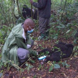 Out and About in the Wild Treating Mountain Gorillas – A Gorilla Doctor’s Tale