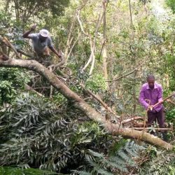 Cleaning Nkuringo Buffer Zone to Enhance Mountain Gorilla Protection