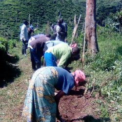 Reformed Poachers Plant Four Kilometers of Mauritius Thorny Hedge in Bwindi Impenetrable National Park
