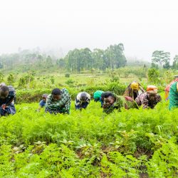 Addressing Malnutrition Through Vegetable Growing