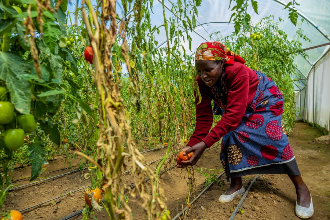 ParkEdge Cooperative Harvests Big from Greenhouse Advanced Agriculture