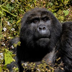 How Can the Mountain Gorilla Survive Amidst the Changing Climate?