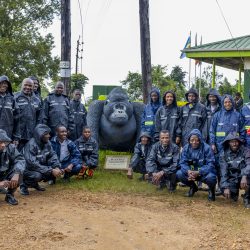HuGo – the Experiment that Continues to Pay off in Mountain Gorilla Conservation in BMCA