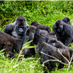 Shock Patrols Discover Missing Mountain Gorilla Groups in Volcanoes National Park