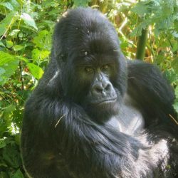 Mountain Gorilla News