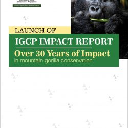 Report chronicles over 30 years of impact in mountain gorilla conservation