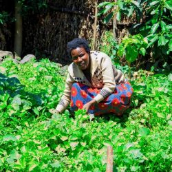 Proper Sanitation and Hygiene Practices and Kitchen Garden Improve Household Health and Nutrition:  A Case of Nyirandikumwami Anna