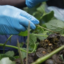 FIRST SWEEP OF THE MOUNTAIN GORILLA CENSUS WRAPPED
