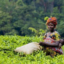 Conservation Stakeholders Appreciate the Need for Cleaning Nkuringo Buffer Zone