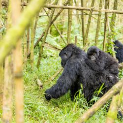It is Raining Babies in Our Adopted Gorilla Groups!