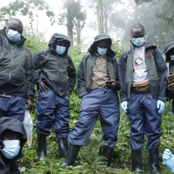 A Few Weeks into the Bwindi-Sarambwe Mountain Gorilla Census: Teams Speak Out!