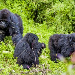 Rwanda to Name 40 Baby Gorillas in Colorful Kwita -Izina Ceremony