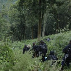 A day in the Life of a Mountain Gorilla Census Participant