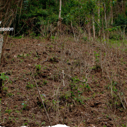 Women Plant 11 Acres of Passion Fruits to Boost Household Incomes