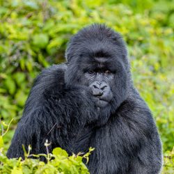Largest Gorilla Group in Volcanoes National Park Splits!